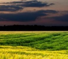 Green-Field-Sunset-Landscape-Wide-Wallpaper