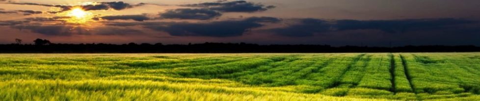 Green-Field-Sunset-Landscape-Wide-Wallpaper